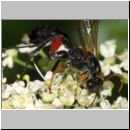 Phaenolobus terebrator - Schlupfwespe w01c 12mm - Sandgrube Niedringhaussee det06.jpg